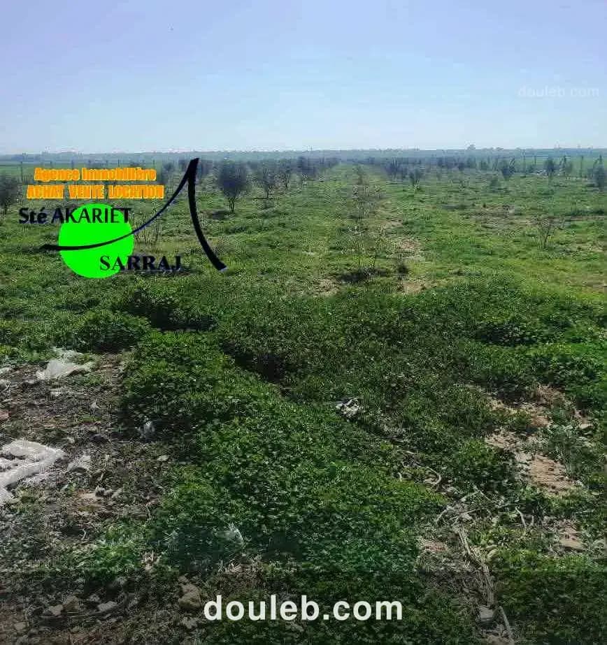 Senia 12000m al sath vers chouicha à sidi bouali à Tunis