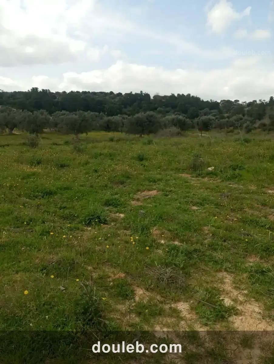 Av terrain 4100m avec oliviers à zaghouan à Tunis