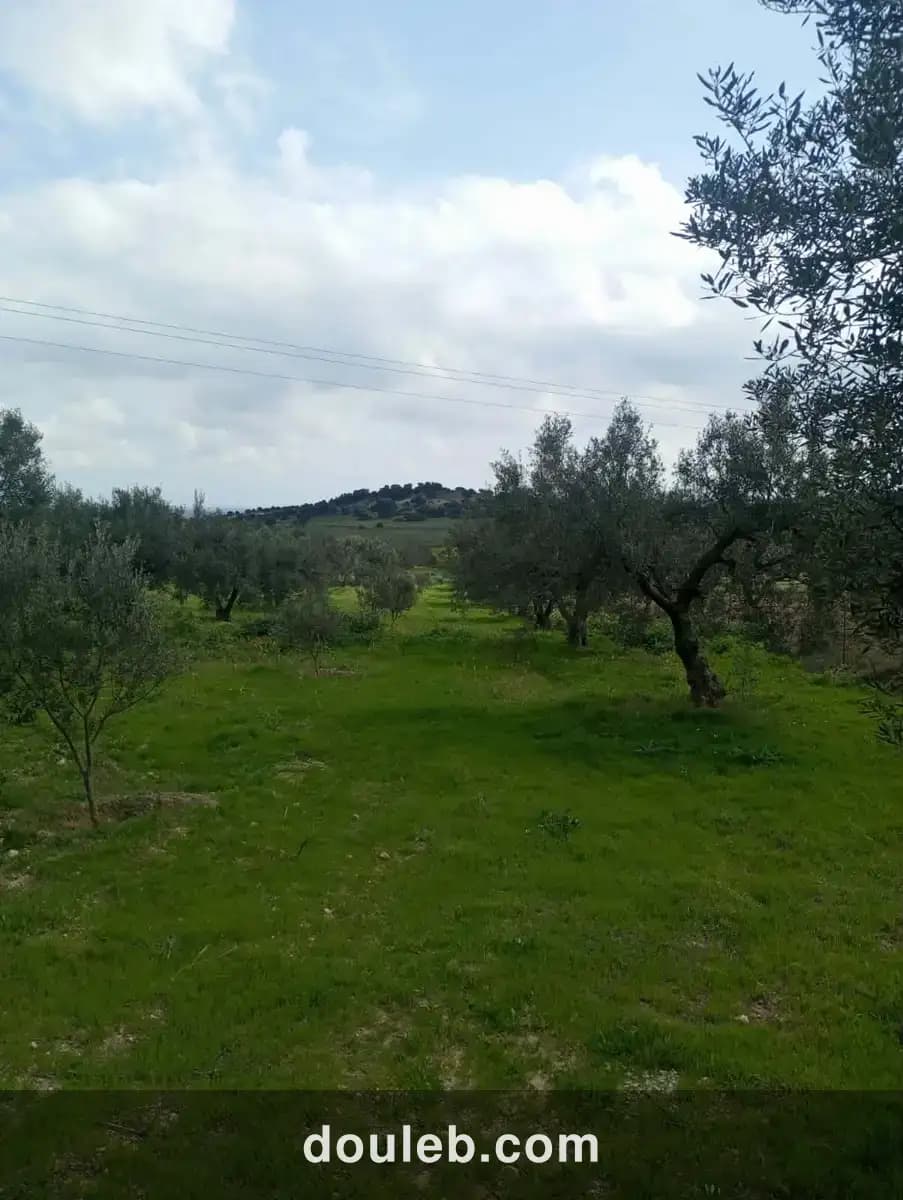 Av terrain 9000m à zaghouan zriba à Tunis