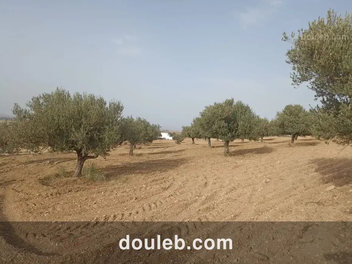 2 hectares 200 oliviers à Tunis