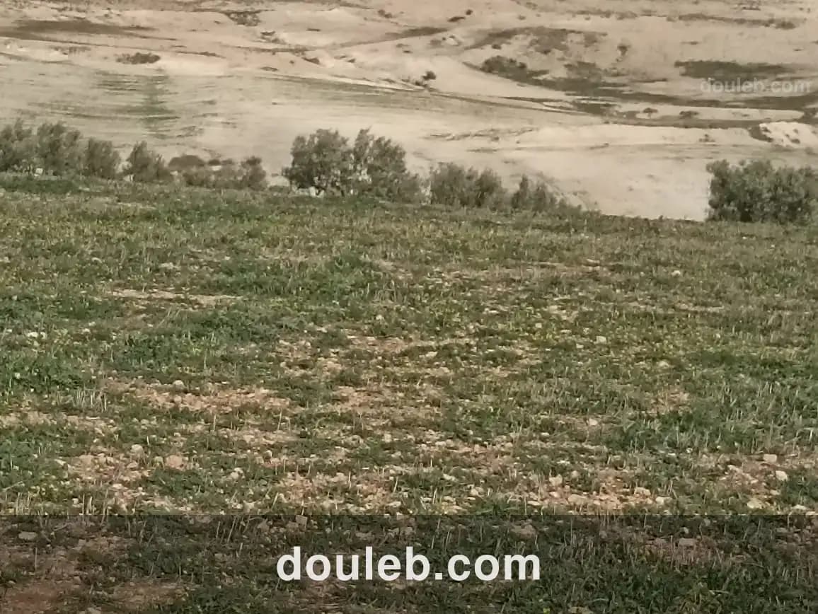 22 hectares 4 hectares d'oliviers 18 hectares nu à Tunis