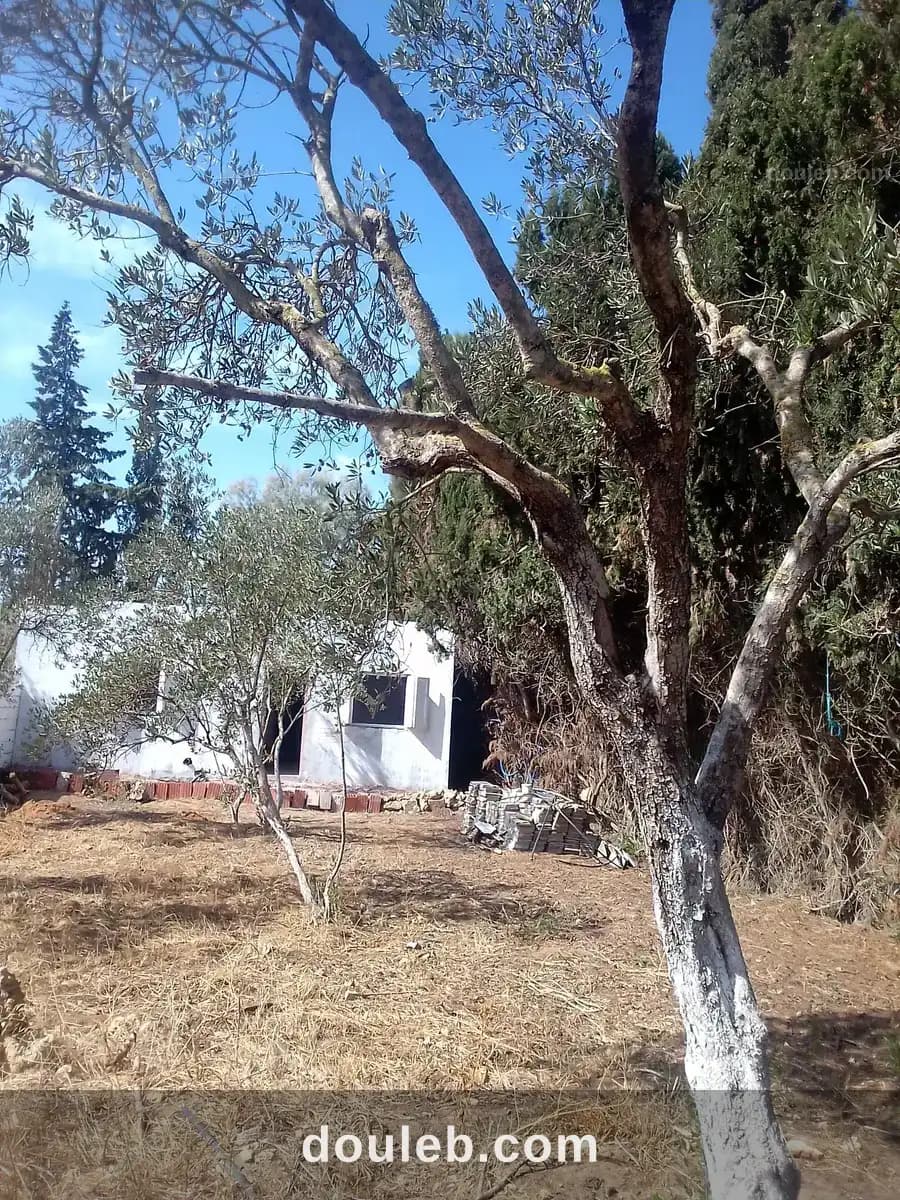 Maison s 2 terrain 310 m 2 route plage mami à Bizerte