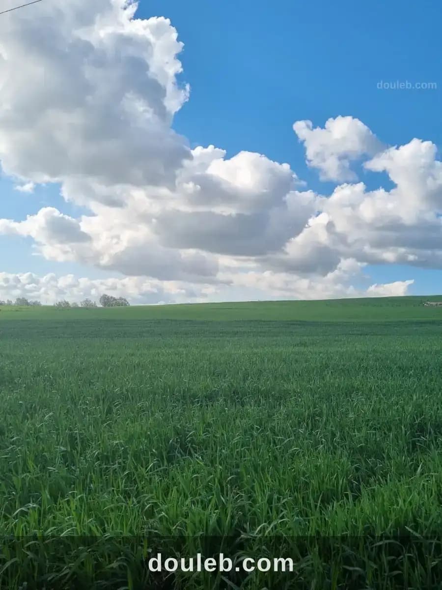 Terrain agricole à zouaouine utique à Bizerte
