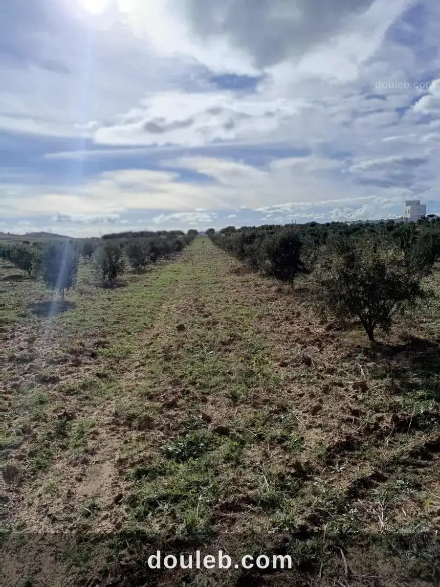 Av 3000m à hammamet sud à Nabeul