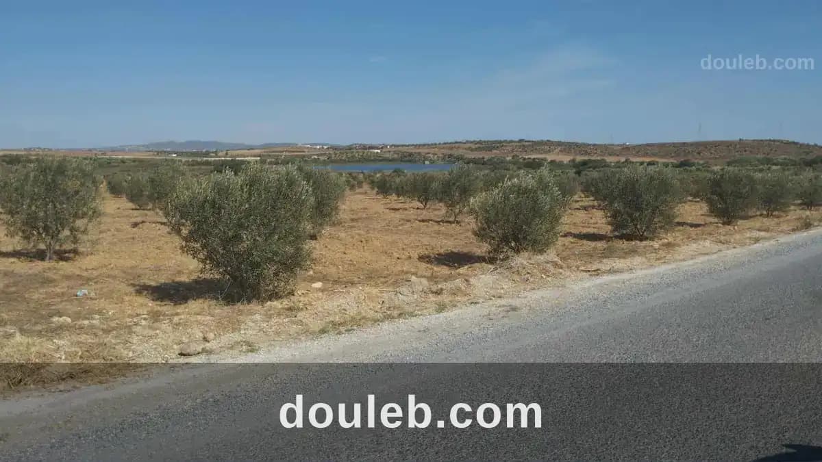 Av de 1000m à 3000m à monchar à Nabeul