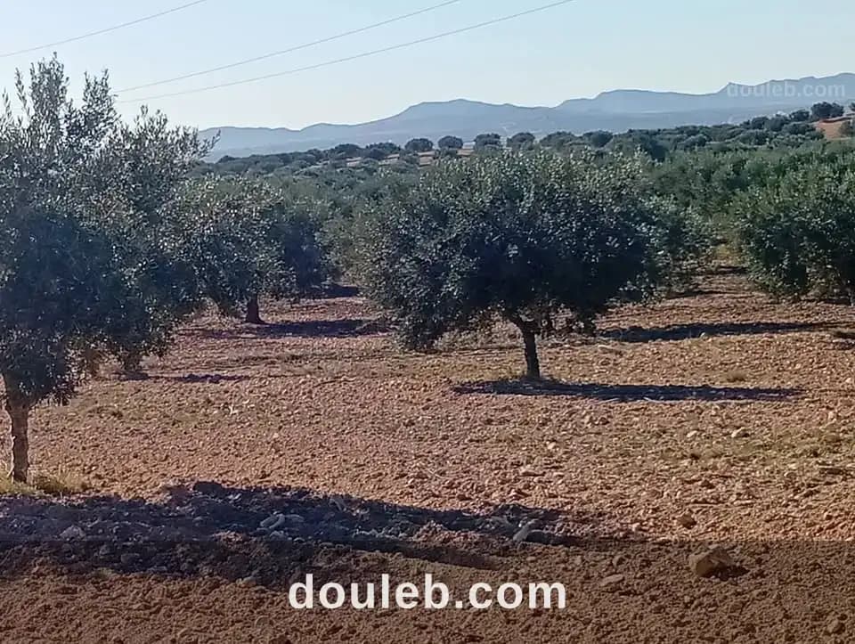 9 hectares zagouane à Zaghouan