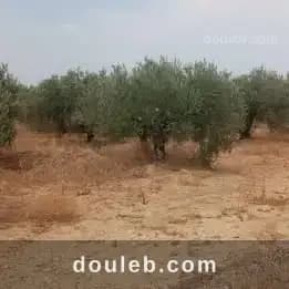 9 hectares zagouane - Miniature 4