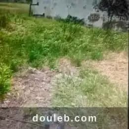 6 hectares goutte a goutte à Béja