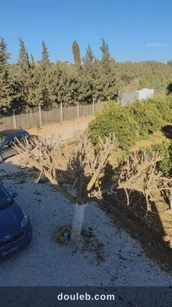 Belle petite ferme à menzel bouzelfa à Nabeul