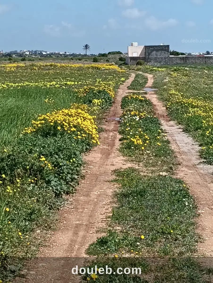 Un terrain à azmour à Nabeul