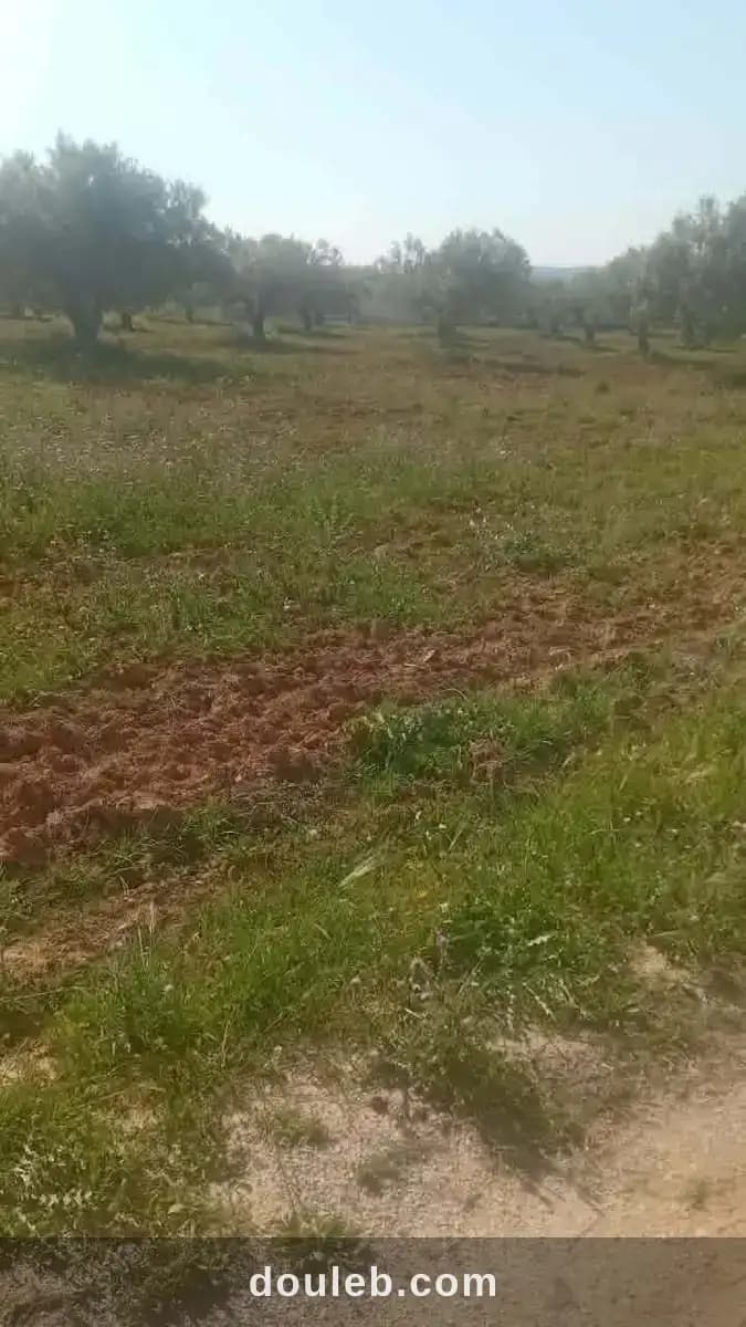 Av beau terrain de 1000m à hammamet sud à Nabeul