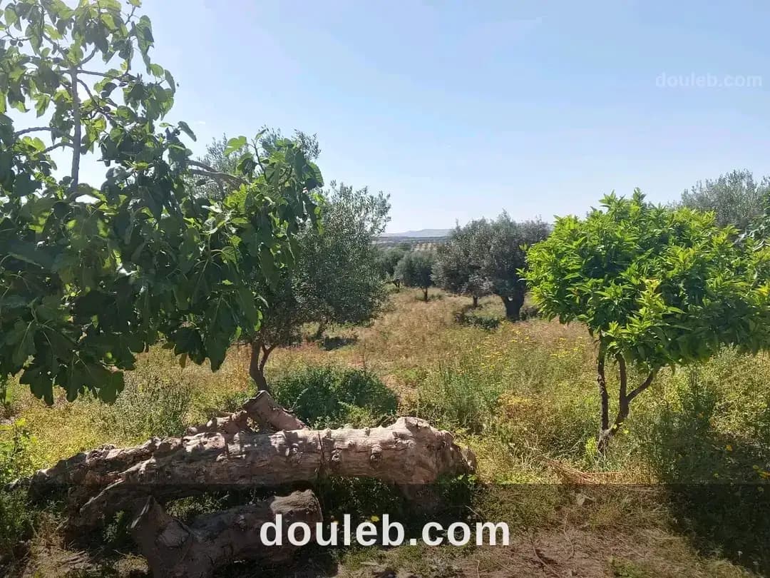 1 hectar et 1500m à zahouen à Zaghouan