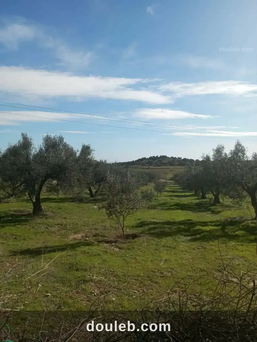 Av terrain 9000m avec 120 olivier à zriba à Zaghouan