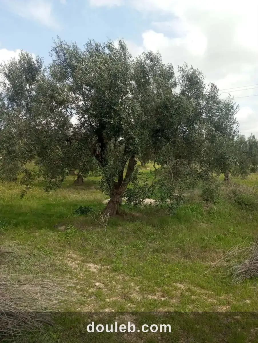 Av terrain 9000m et 120 oliviers à zaghouan à Zaghouan