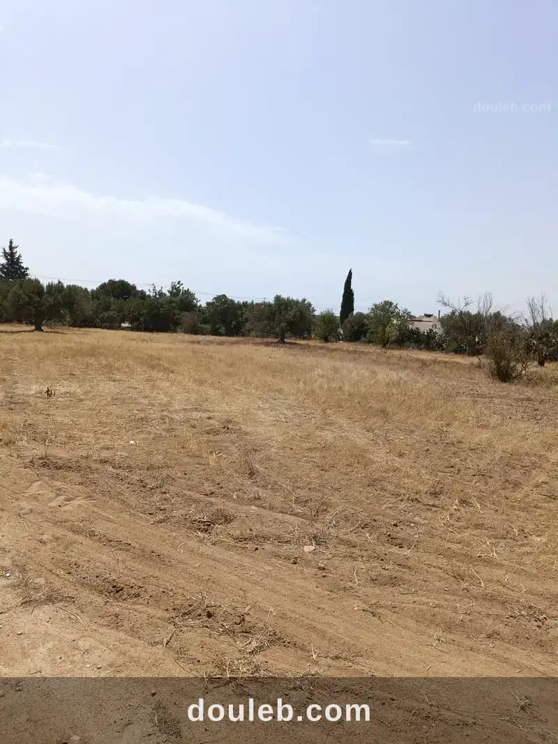 Av terrain 2100m à sidi mtire à Nabeul