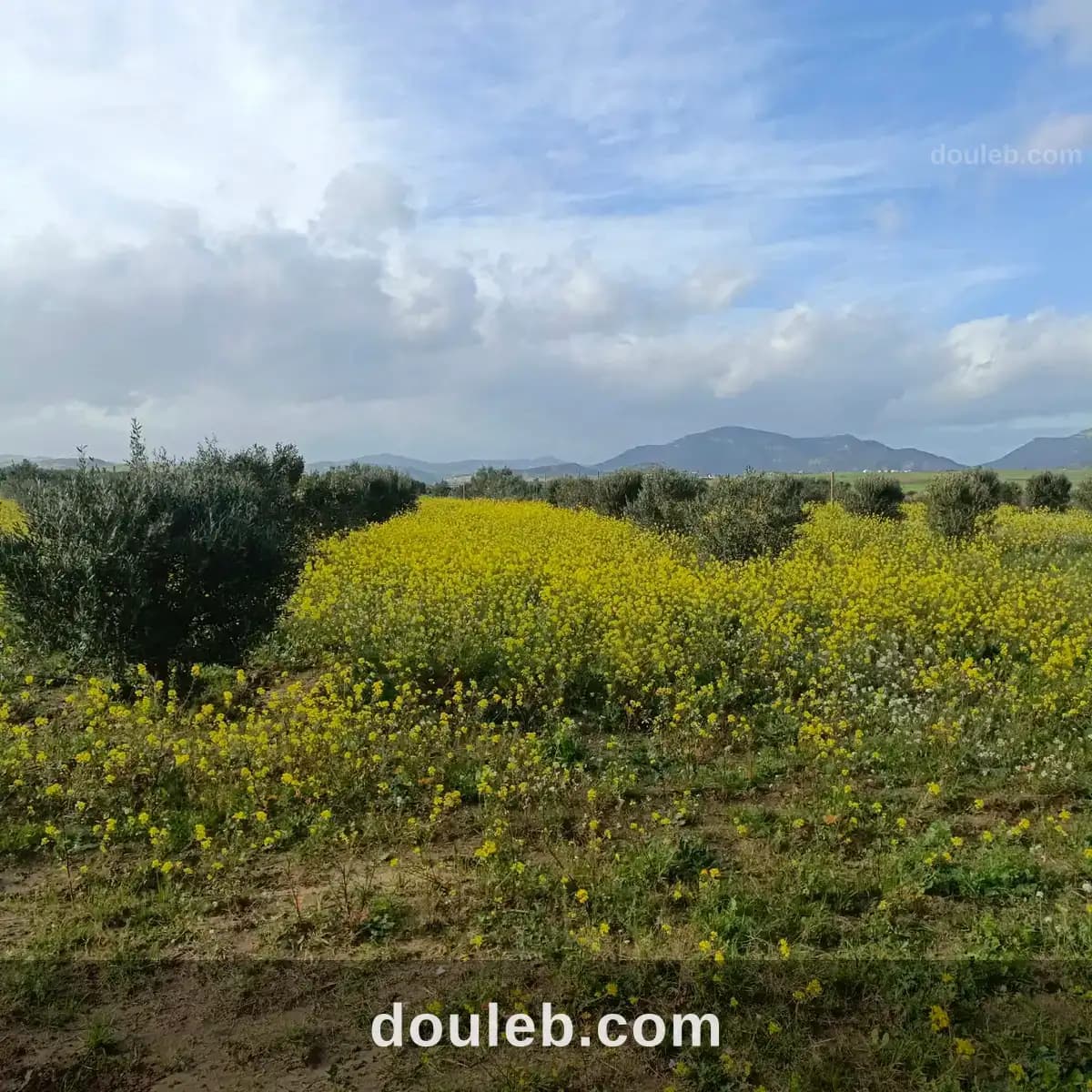Av de 1000m a 3000m à monchar à Nabeul