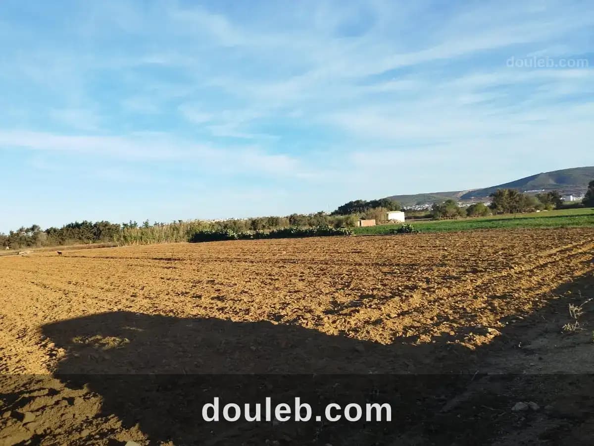 Investissement de 4000m à haouaria à Nabeul