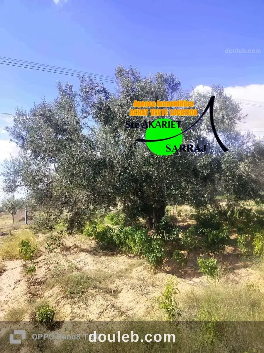 Senia 5300m sur la route goudronnée kalaa kebira à Sousse