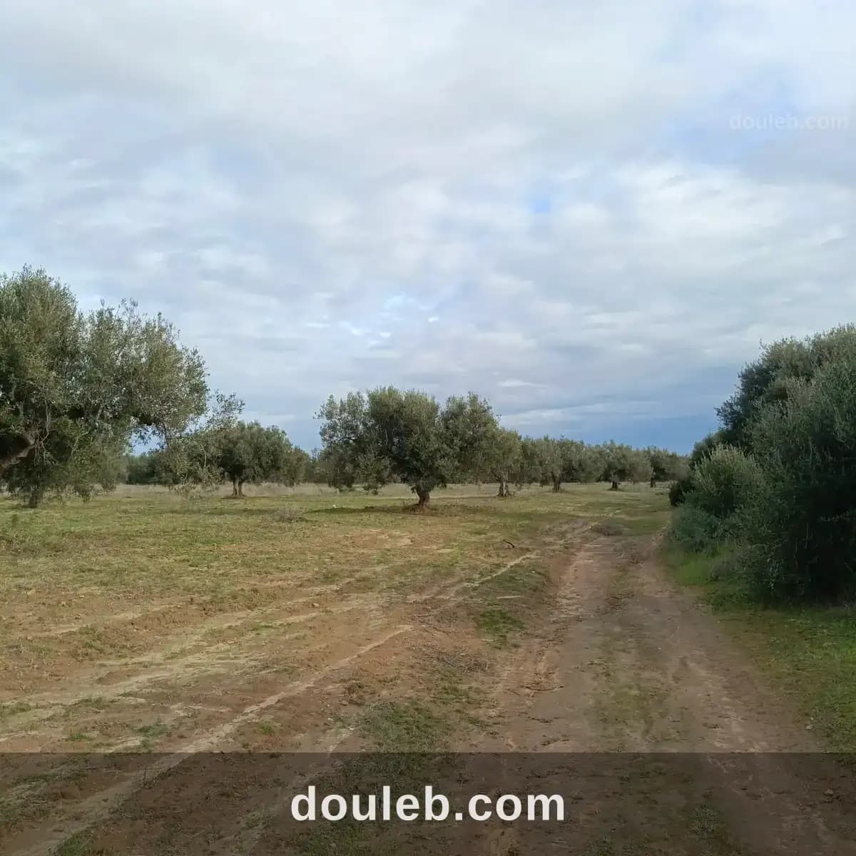 Av terrain 290m à hammamet sud à Nabeul