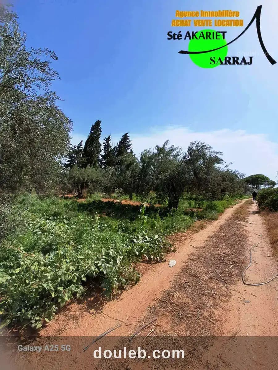 Senia clôturé 2 hectares et 600m à sidi bouali à Sousse