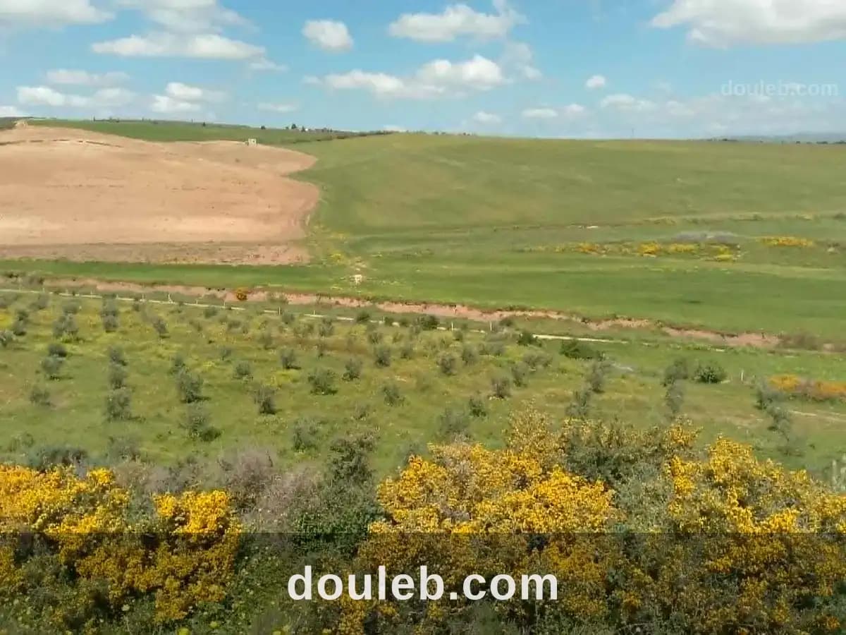 Terrain agricole avec amandiers à Manouba