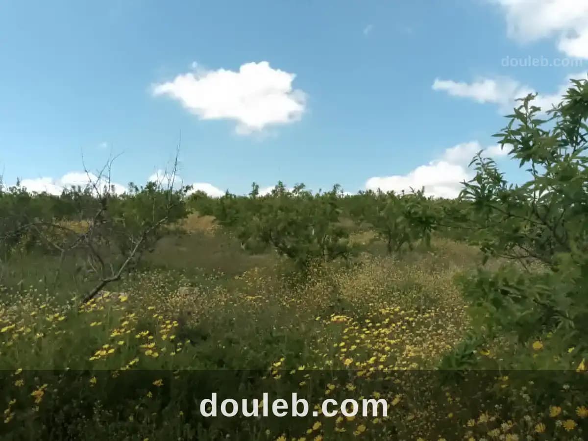 Terrain agricole avec amandiers - Miniature 4