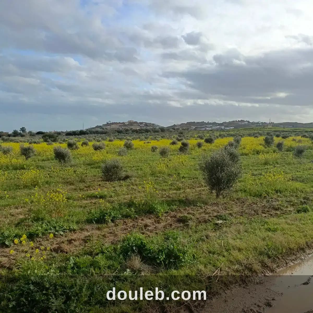 Av terrain de 1000m à 3000m à hammamet sud à Nabeul