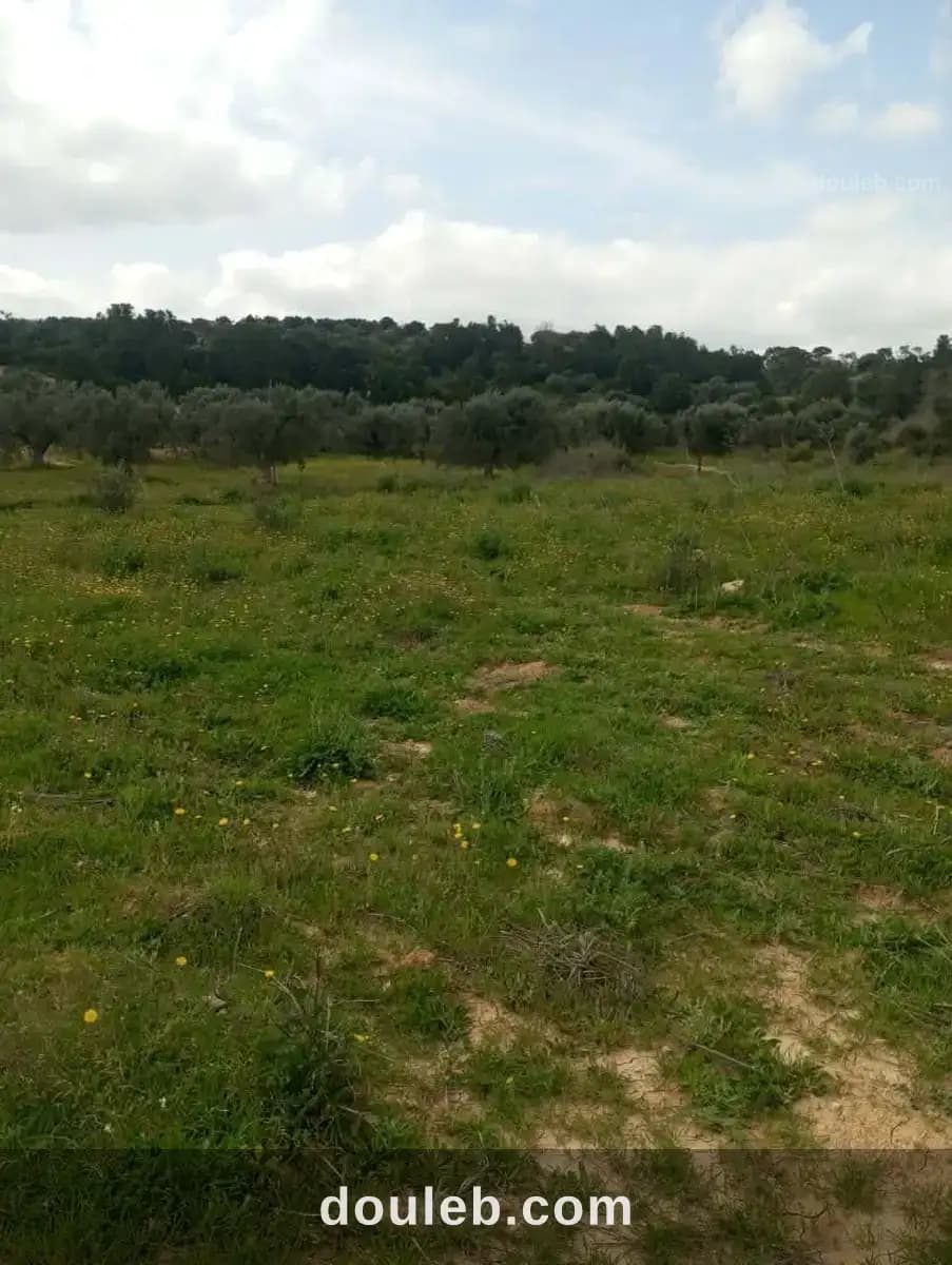 Av terrain 4100m avec oliviers à zaghouan à Zaghouan