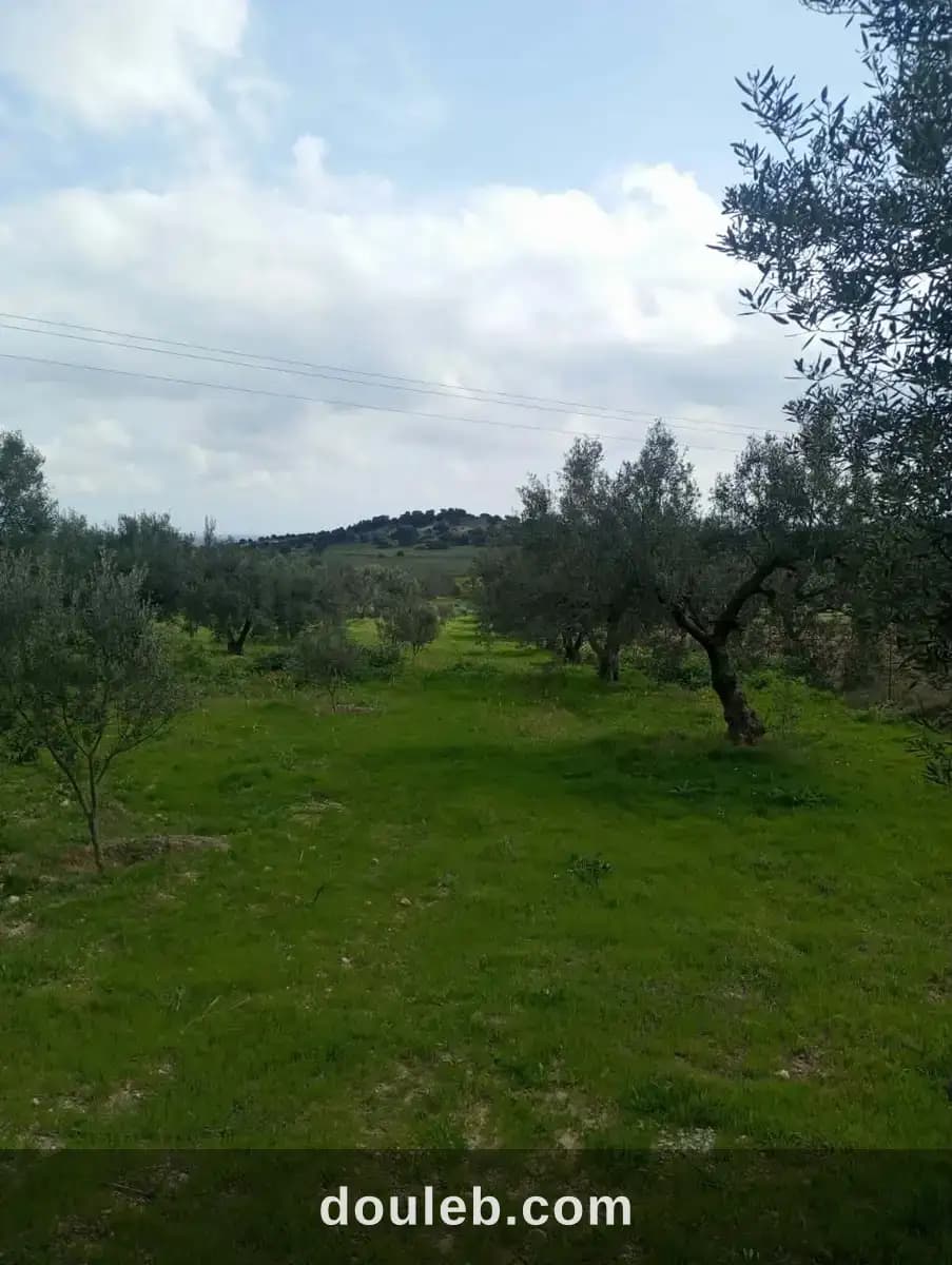 Av terrain 9000m à zaghouan zriba à Zaghouan