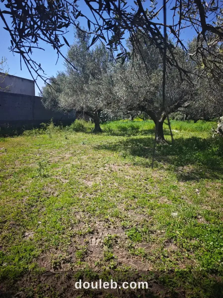 Terrain avec oliviers a hammem el ghzez à Nabeul