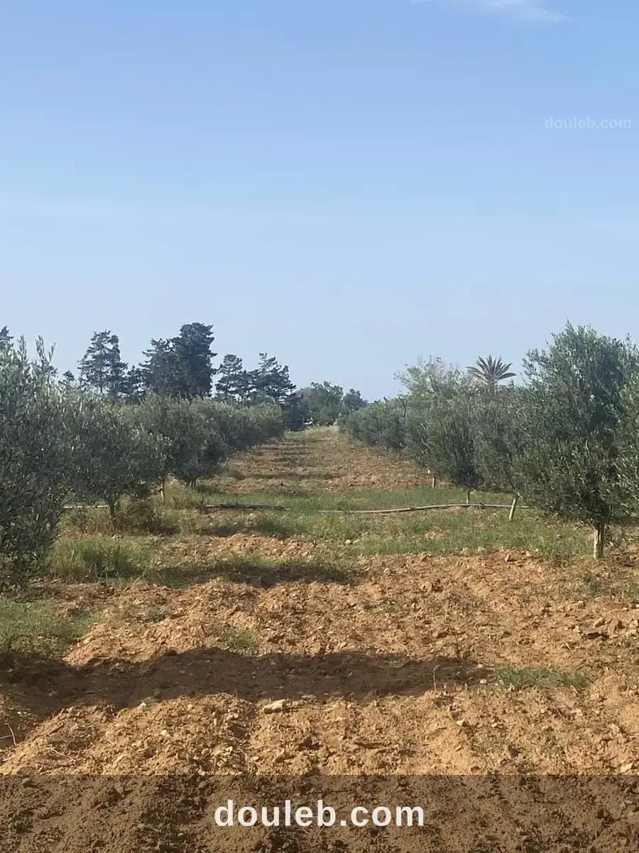 Senia a manzel tmim à Nabeul