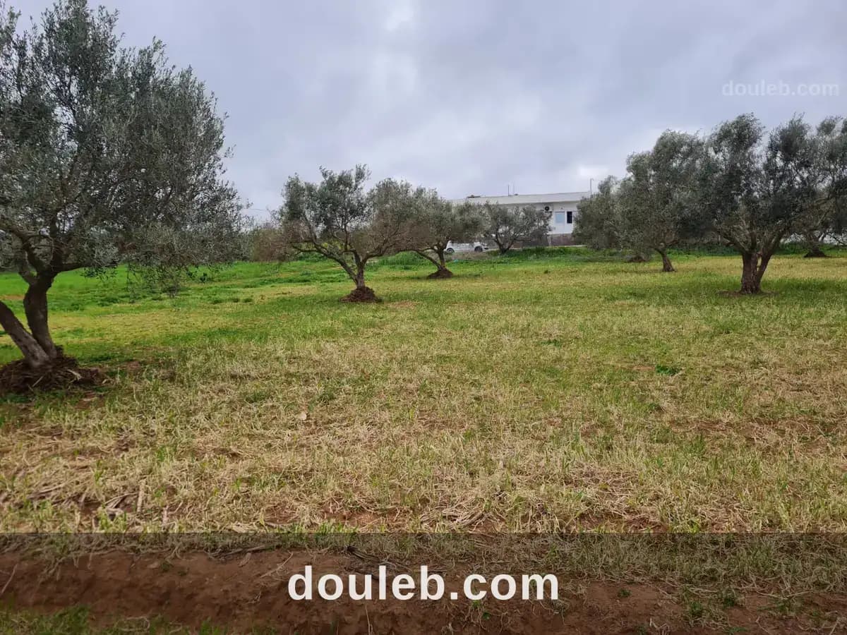 Senia a dar dallouch kelibia à Nabeul