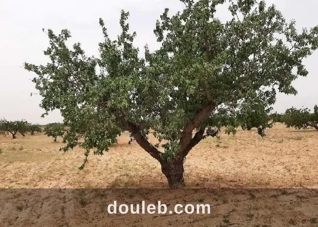 Boura elain km 23 - Miniature 3