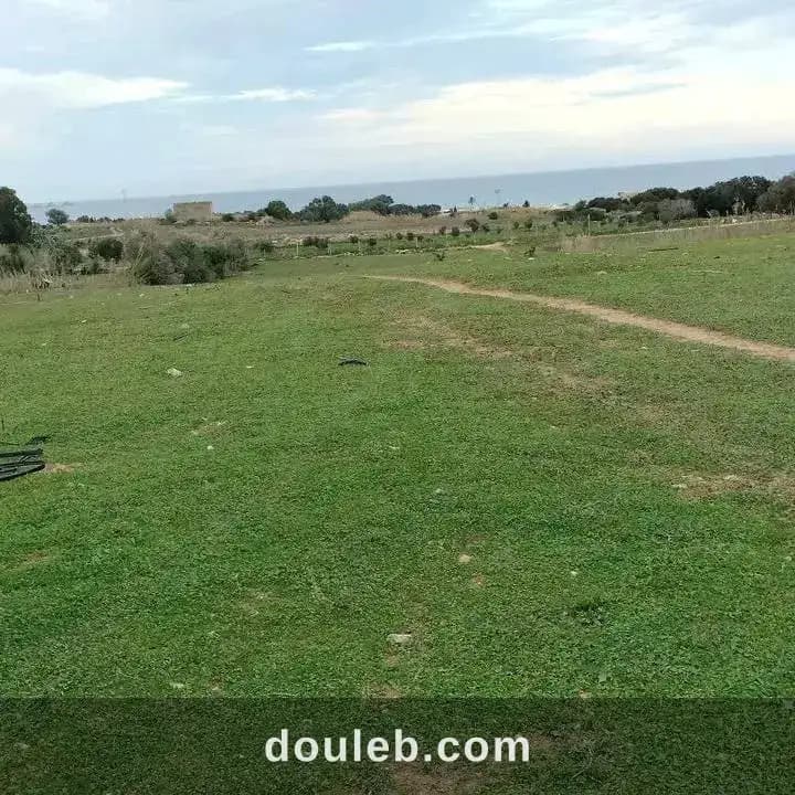 8000m2 olives a 200mdt à Nabeul