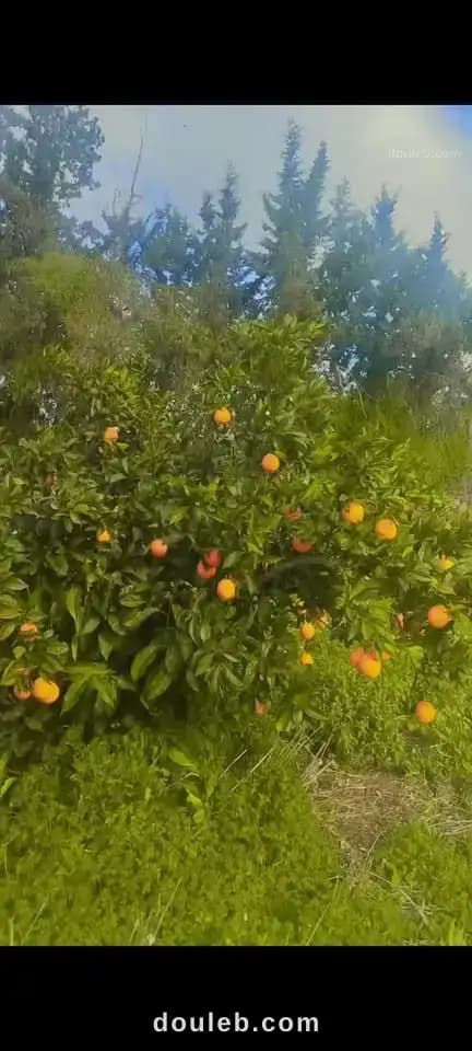 Une ferme à Nabeul