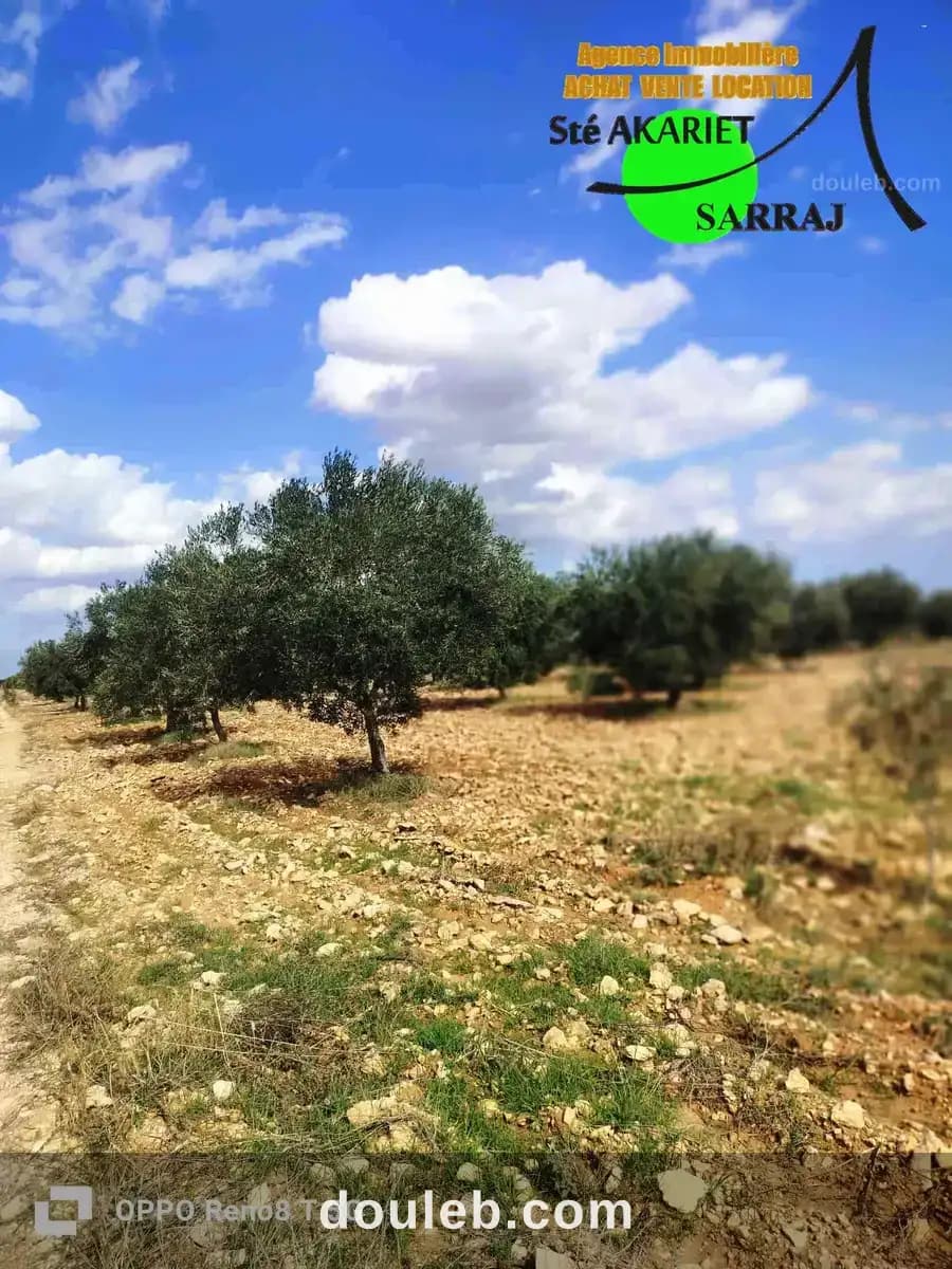Senia 8 hectares et 6000m à kalaa kebira el kraria à Sousse