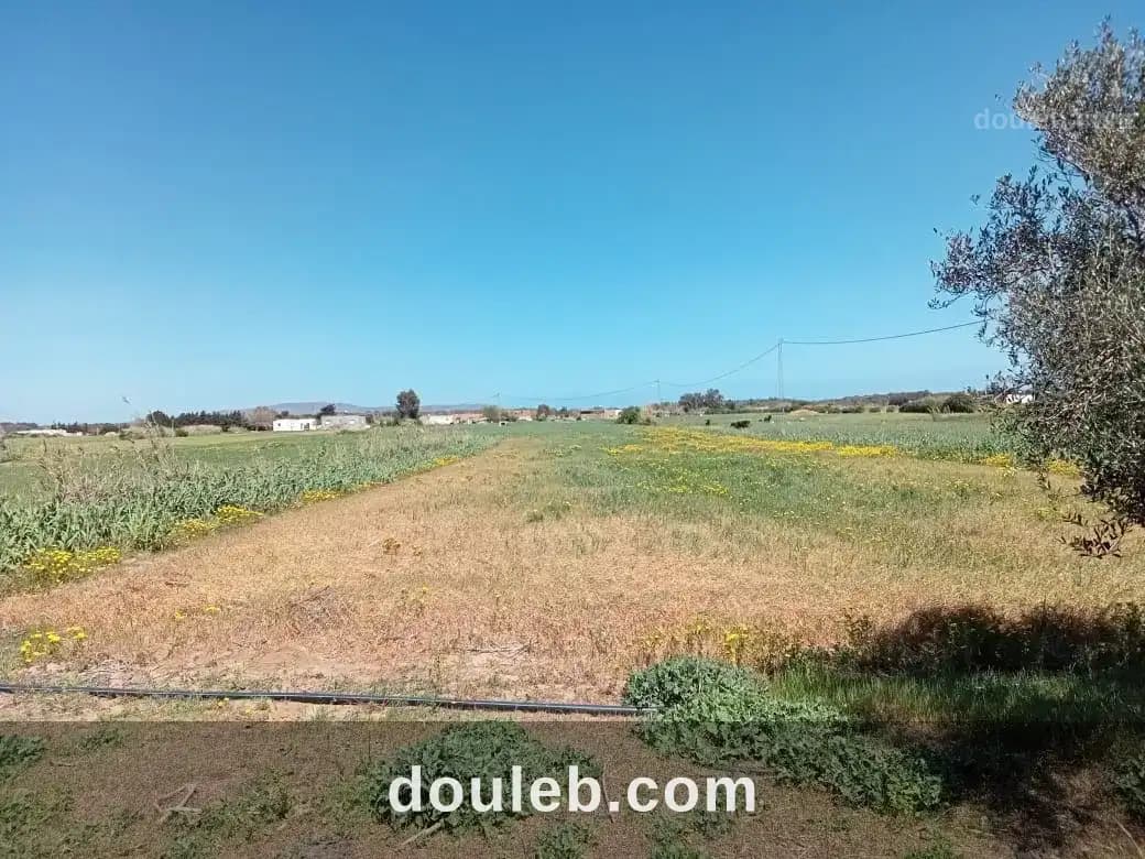 2000m2 situé a dar allouch deulement 70mdt à Nabeul