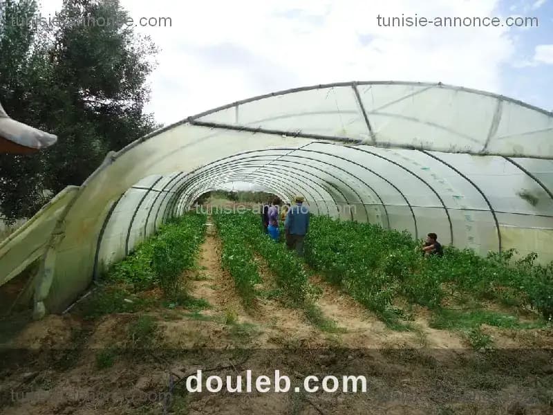Terrain agricole kalaa essghira à Sousse