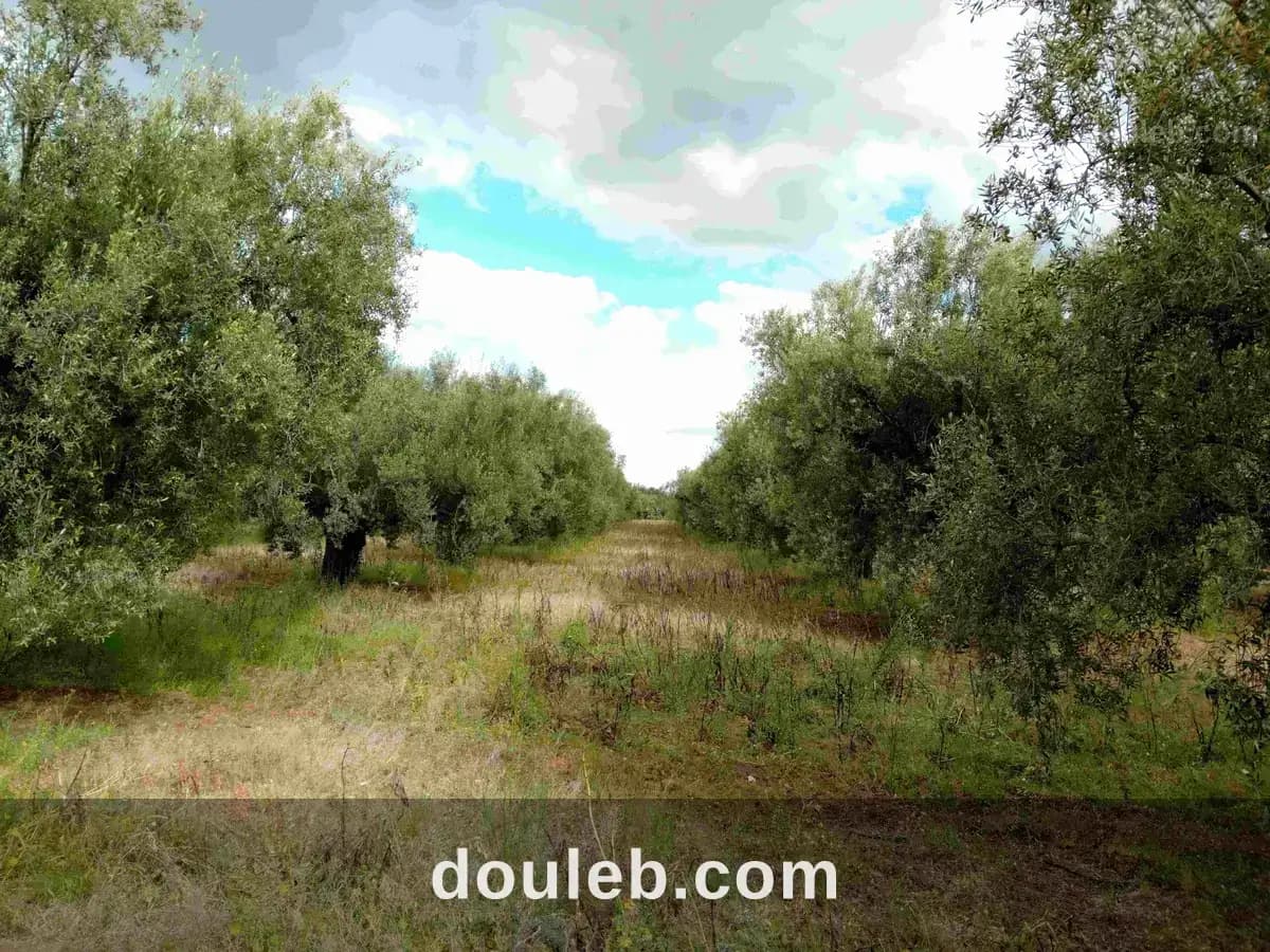 Terrain agricole constitué de 76 arbres d'olives - Miniature 2