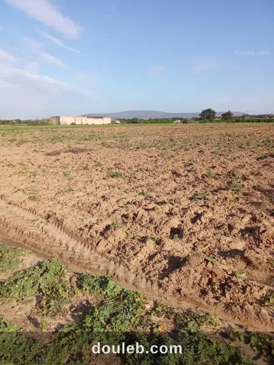 3000m2 seuelement a 120000 dt à Nabeul