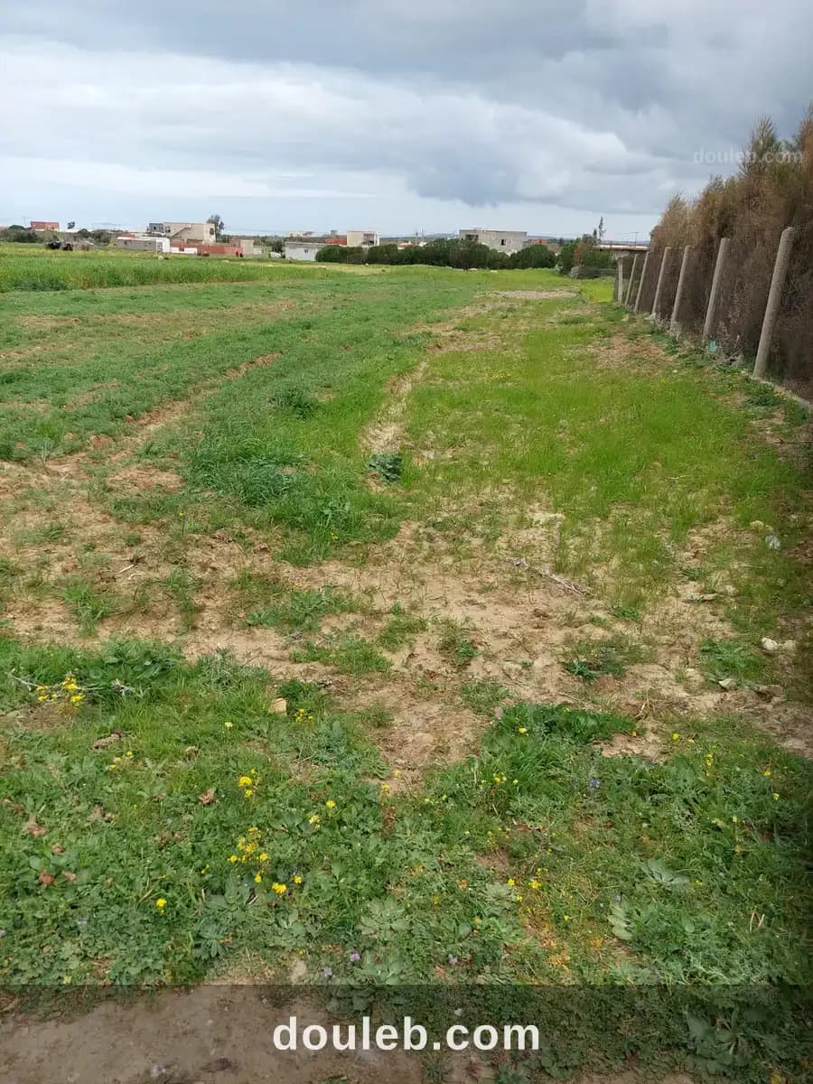Terrain a bir el jedy à Nabeul