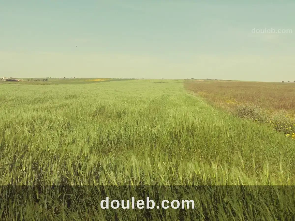 5 hectares terrain agricole nu à Zaghouan