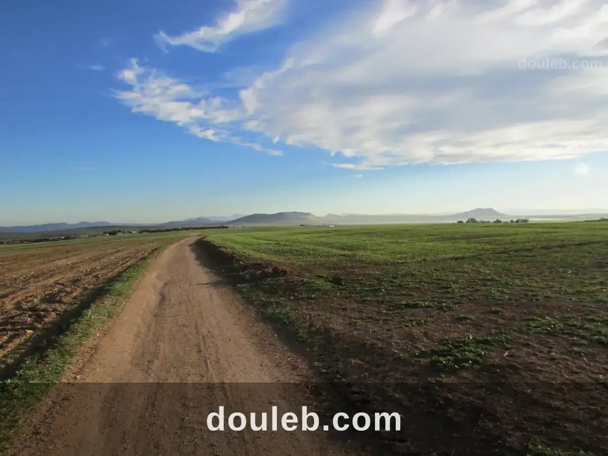 40 hectares pour la plantation d'oliviers à Zaghouan