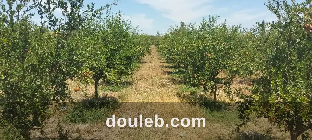 7 hectares de ferme de grenadiers et d'oliviers - Miniature 2