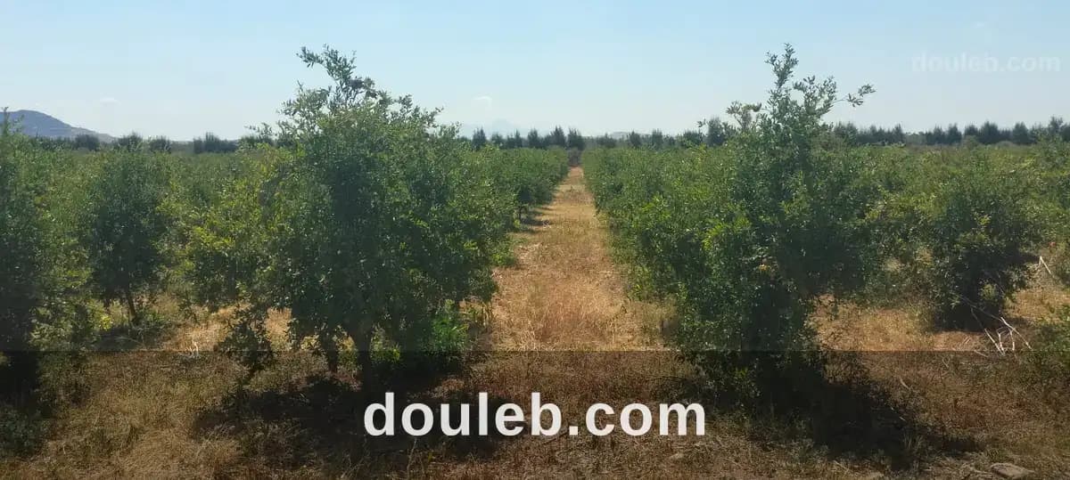 11hectares grenadiers et d'oliviers à Zaghouan
