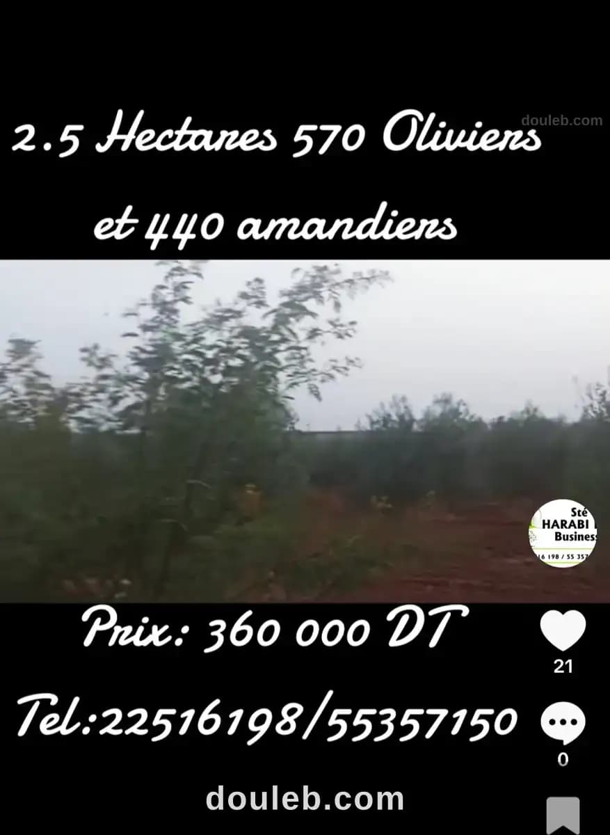 Terrain 570 oliviers et 440 amandiers à Zaghouan