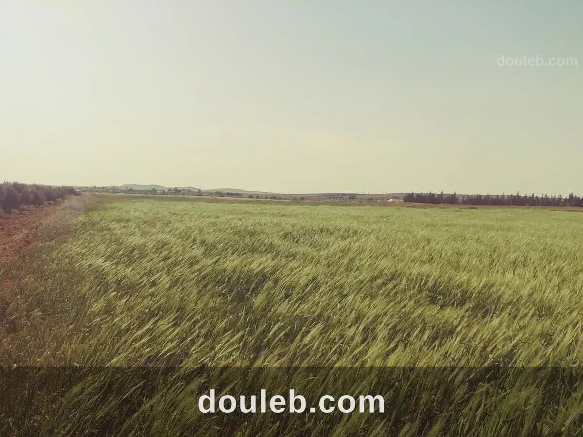 2 hectares et 7 500 m2 nu mnagaa à Zaghouan
