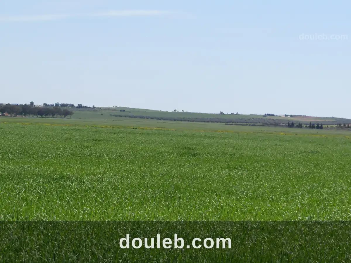 22 hectare terrain plat et fertile à Zaghouan