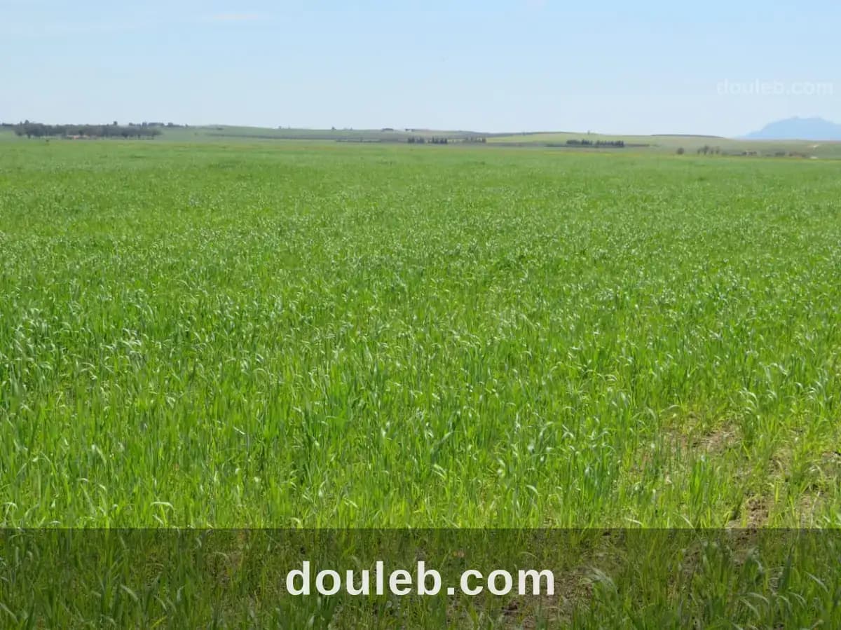 Excellente 22 hectares plat à Zaghouan