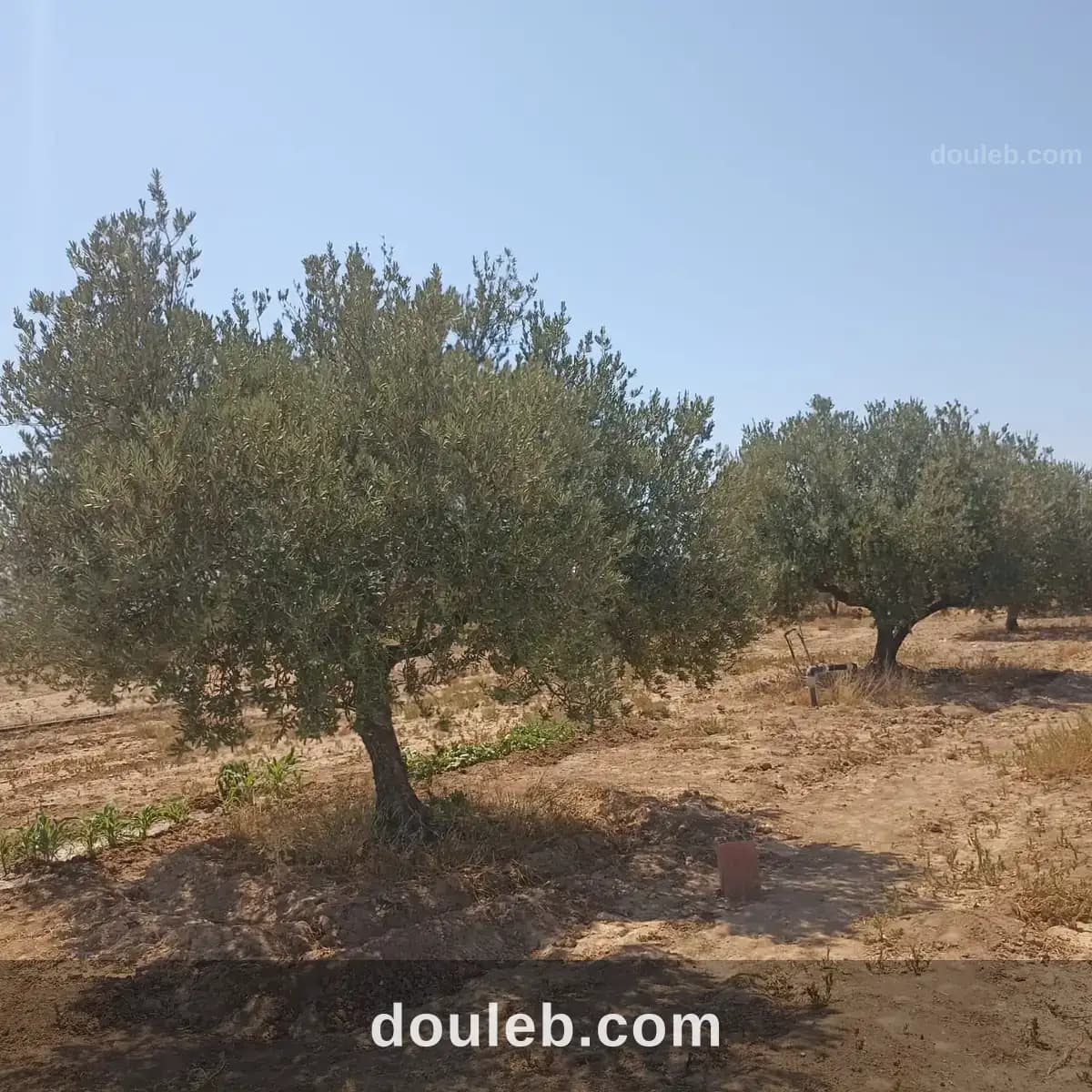 Ferme 65 km de tunis - Miniature 3